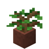 Посаженный дубовый саженец.png